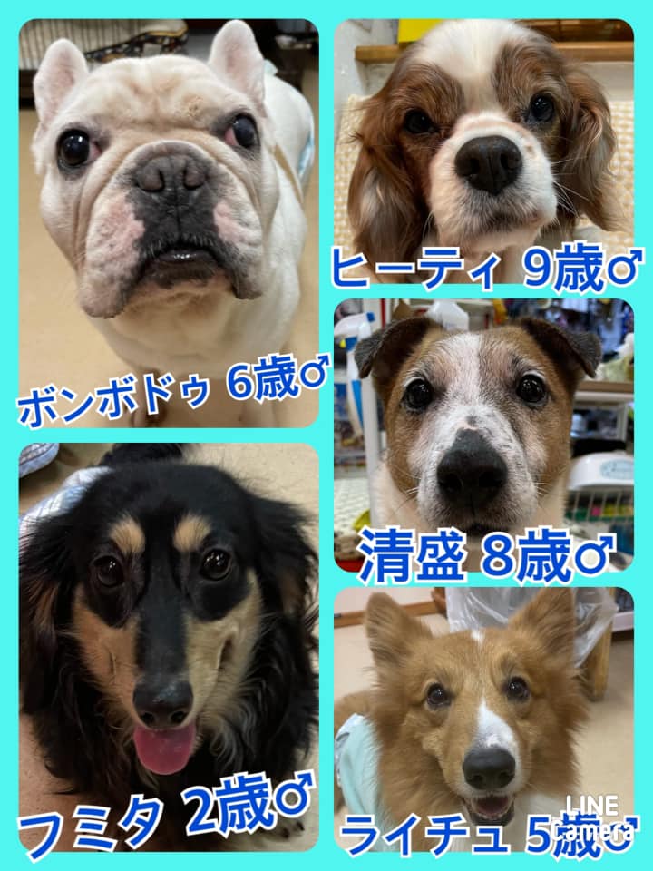 🐾今日の里親様募集中ワンコ🐶メンバーです🐾2021,3,6